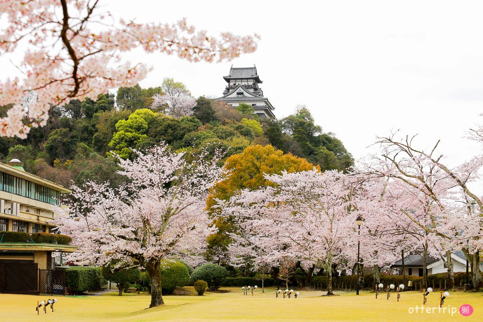 日本犬山賞櫻名所  犬山城，有樂苑裡的國寶茶室-如庵