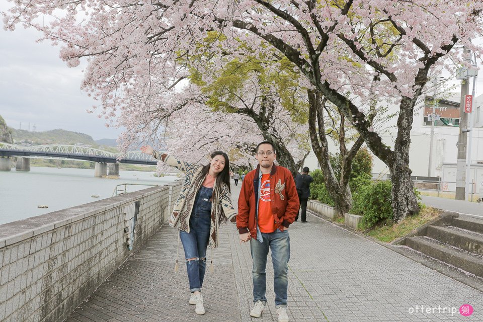 日本犬山賞櫻名所  犬山城，有樂苑裡的國寶茶室-如庵