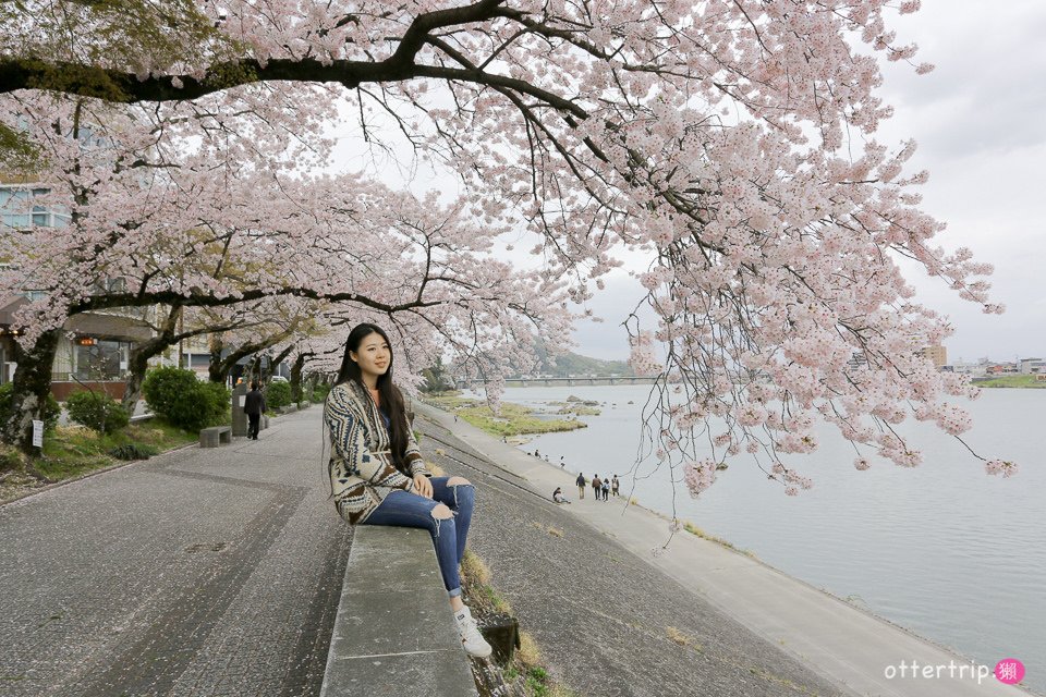 日本犬山賞櫻名所  犬山城，有樂苑裡的國寶茶室-如庵