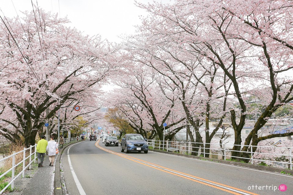 日本犬山賞櫻名所  犬山城，有樂苑裡的國寶茶室-如庵