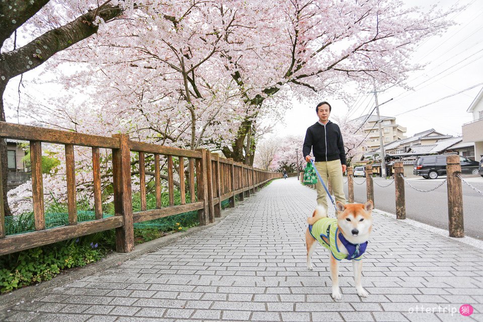 日本犬山賞櫻名所  犬山城，有樂苑裡的國寶茶室-如庵