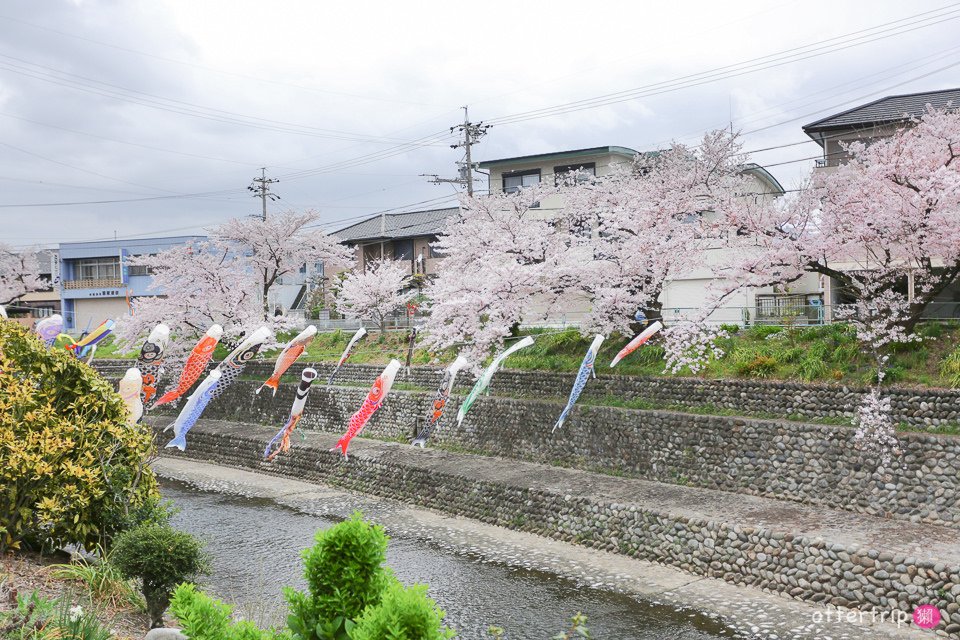 日本犬山賞櫻名所  犬山城，有樂苑裡的國寶茶室-如庵