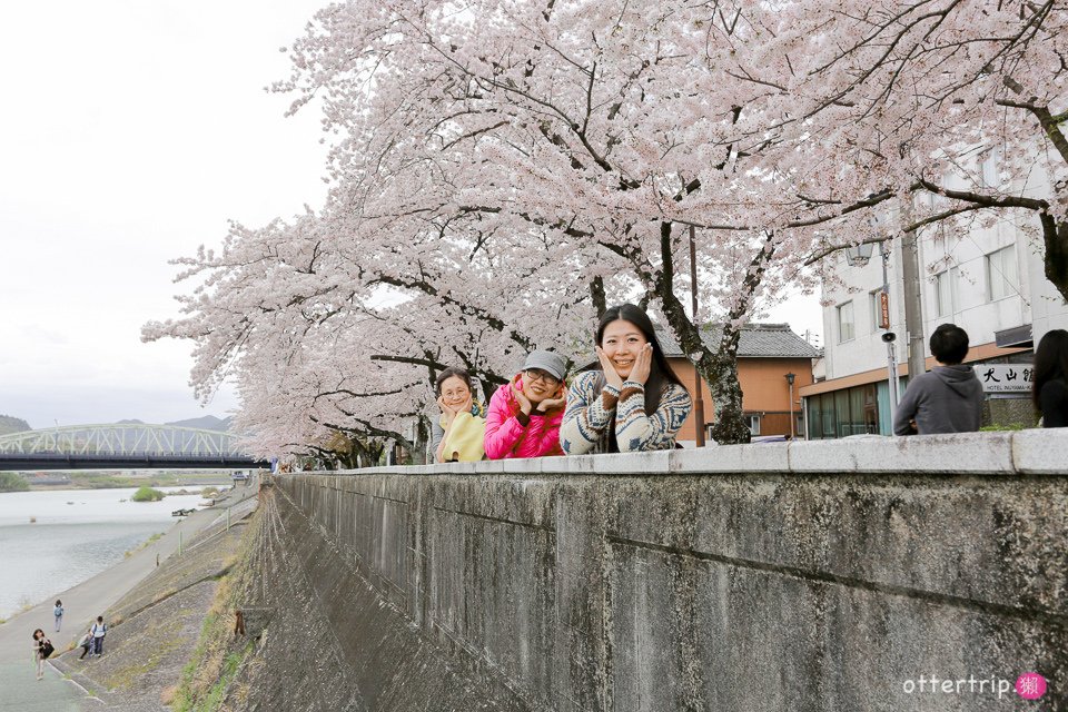 日本犬山賞櫻名所  犬山城，有樂苑裡的國寶茶室-如庵