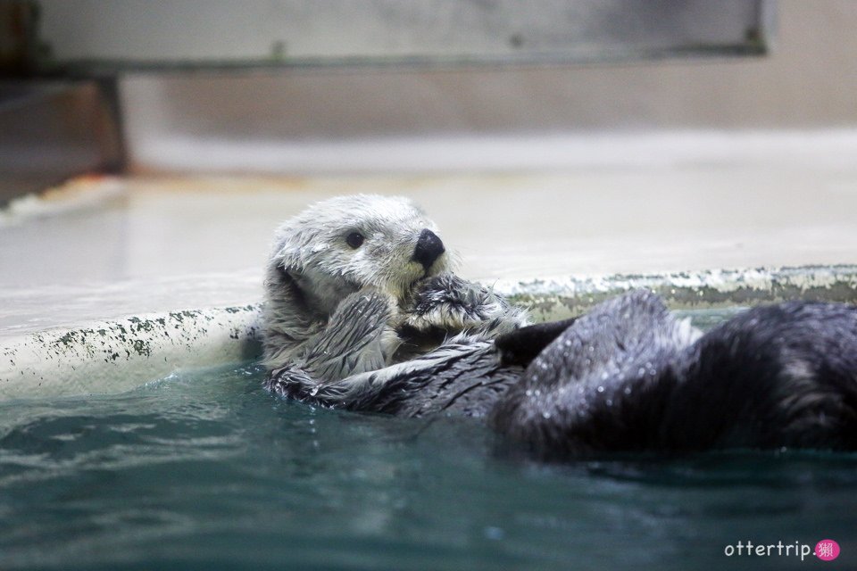 【日本三重】鳥羽水族館Toba Aquarium的可愛海洋居民