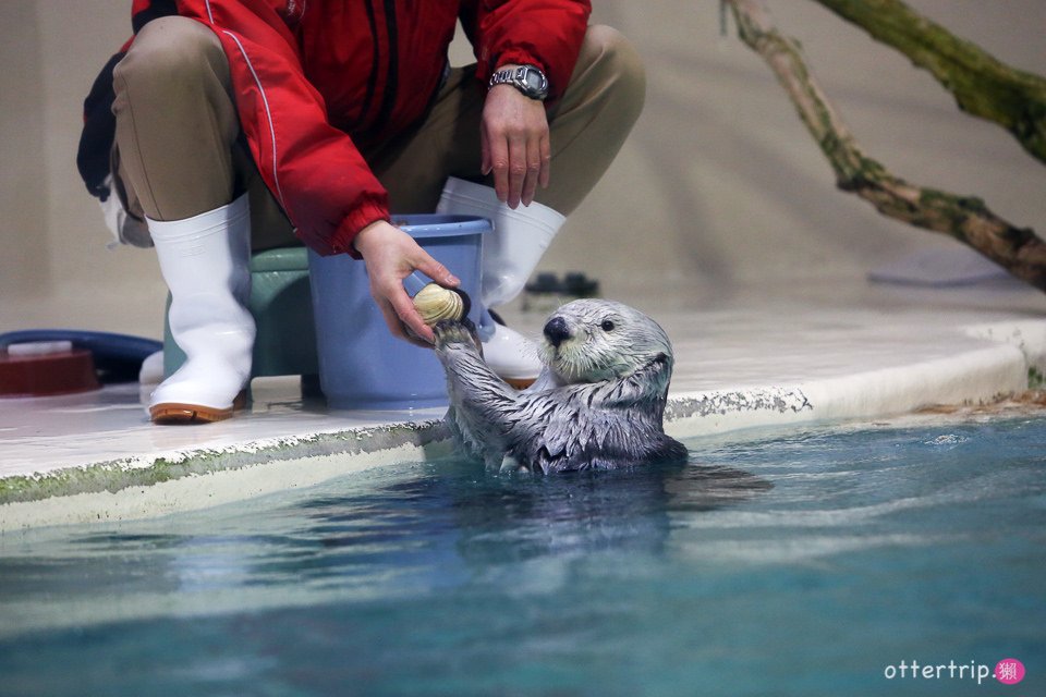 【日本三重】鳥羽水族館Toba Aquarium的可愛海洋居民