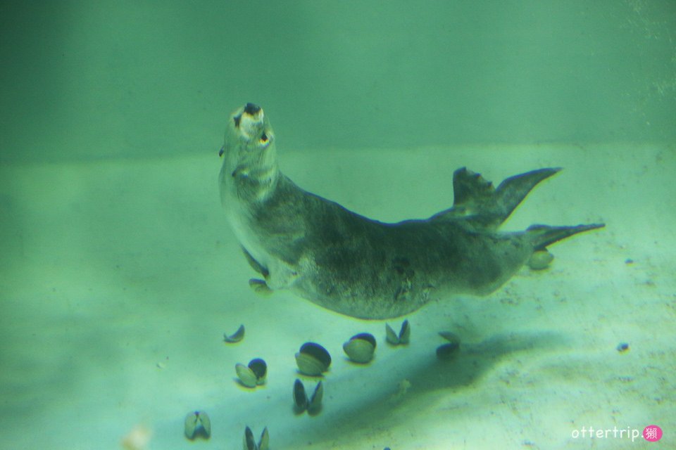 【日本三重】鳥羽水族館Toba Aquarium的可愛海洋居民