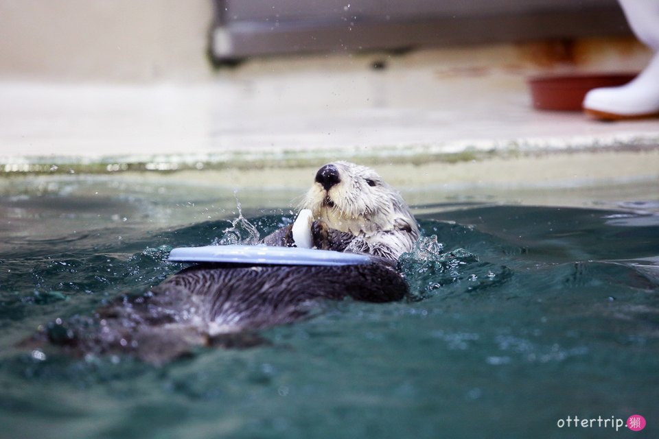 【日本三重】鳥羽水族館Toba Aquarium的可愛海洋居民