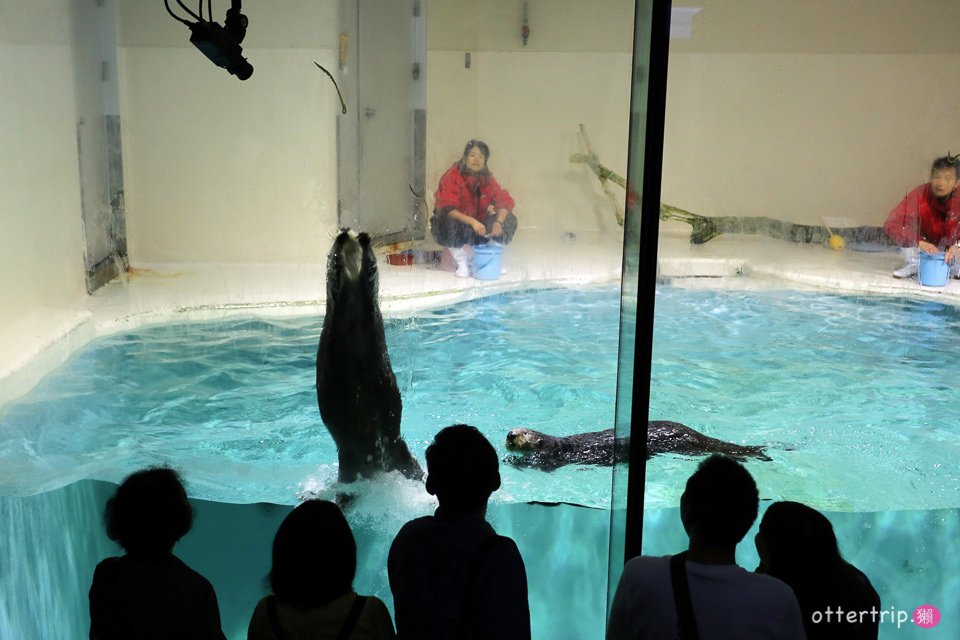 【日本三重】鳥羽水族館Toba Aquarium的可愛海洋居民