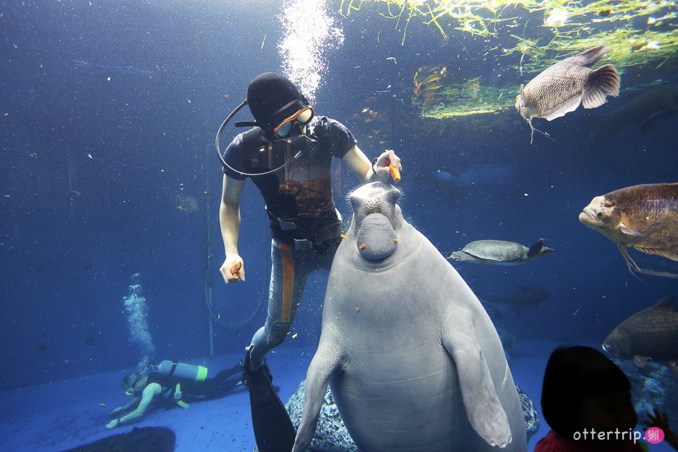 【日本三重】鳥羽水族館Toba Aquarium的可愛海洋居民