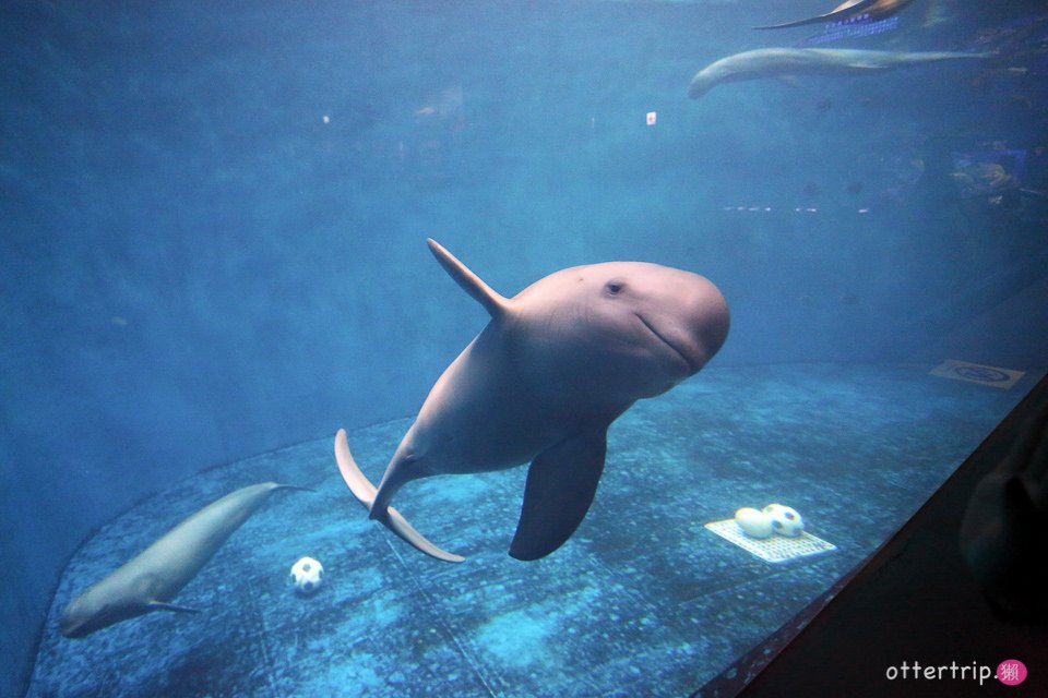 【日本三重】鳥羽水族館Toba Aquarium的可愛海洋居民