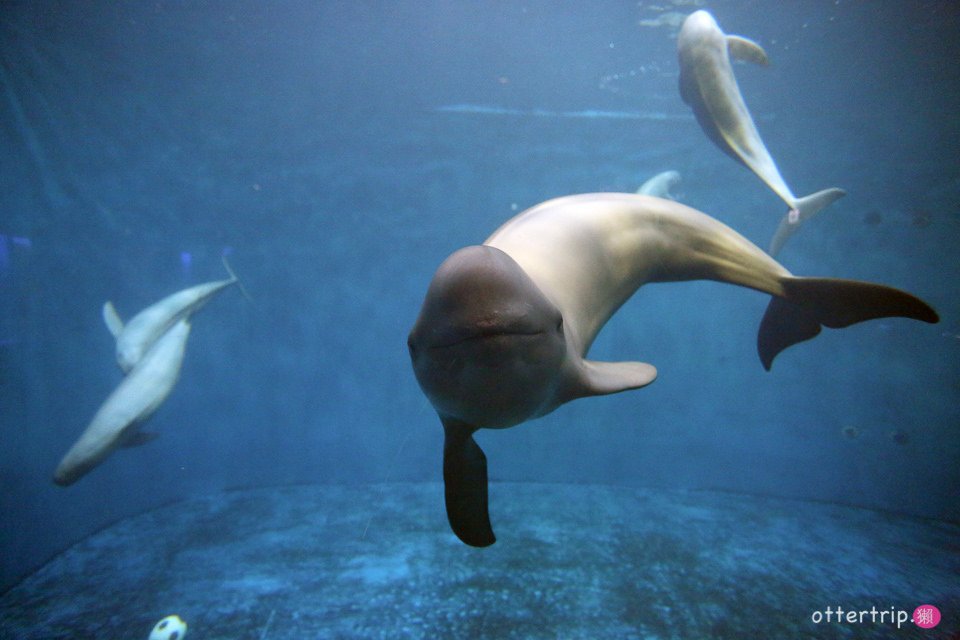 【日本三重】鳥羽水族館Toba Aquarium的可愛海洋居民