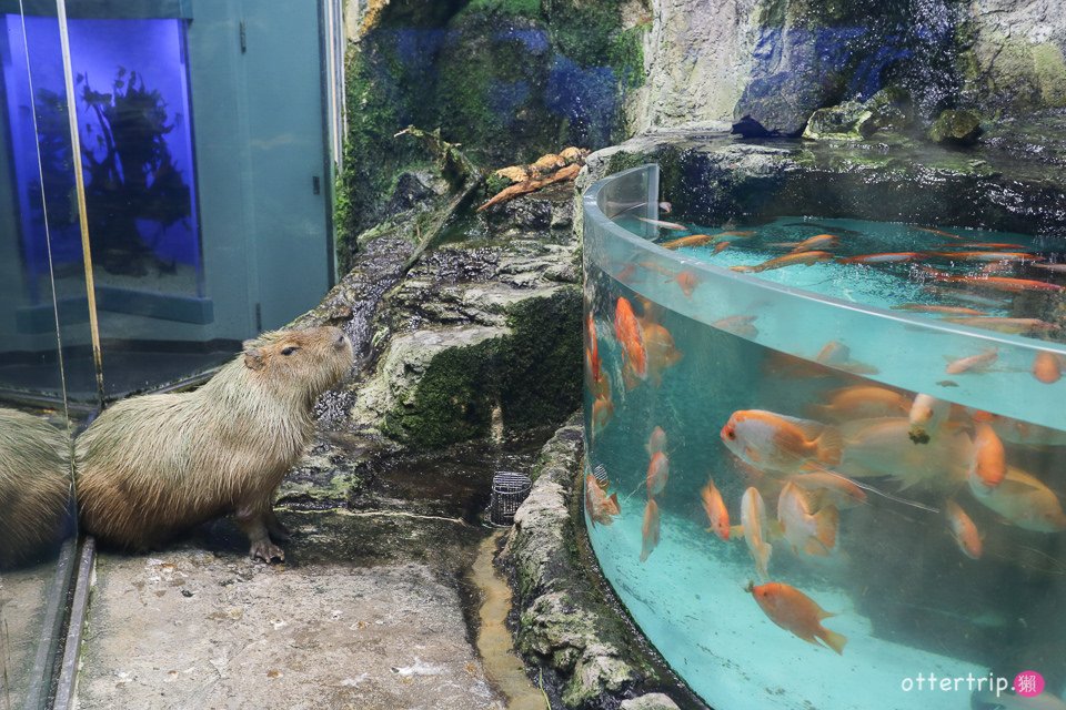 【日本三重】鳥羽水族館Toba Aquarium的可愛海洋居民