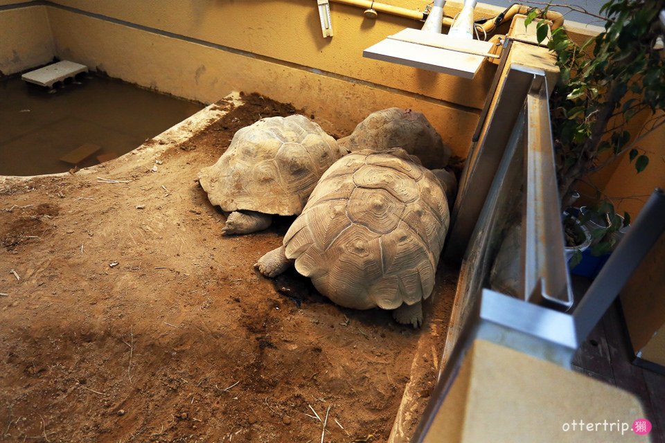 【日本三重】鳥羽水族館Toba Aquarium的可愛海洋居民