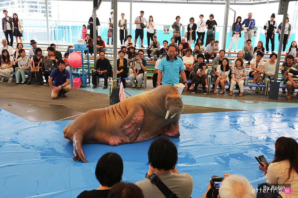 【日本三重】鳥羽水族館Toba Aquarium的可愛海洋居民