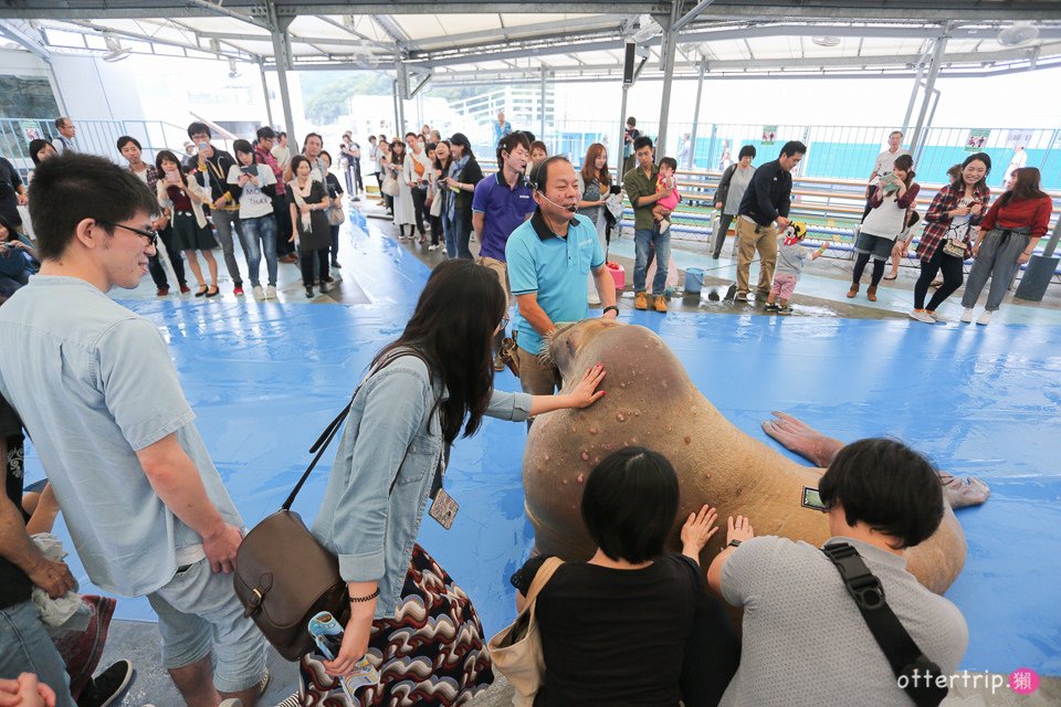 【日本三重】鳥羽水族館Toba Aquarium的可愛海洋居民