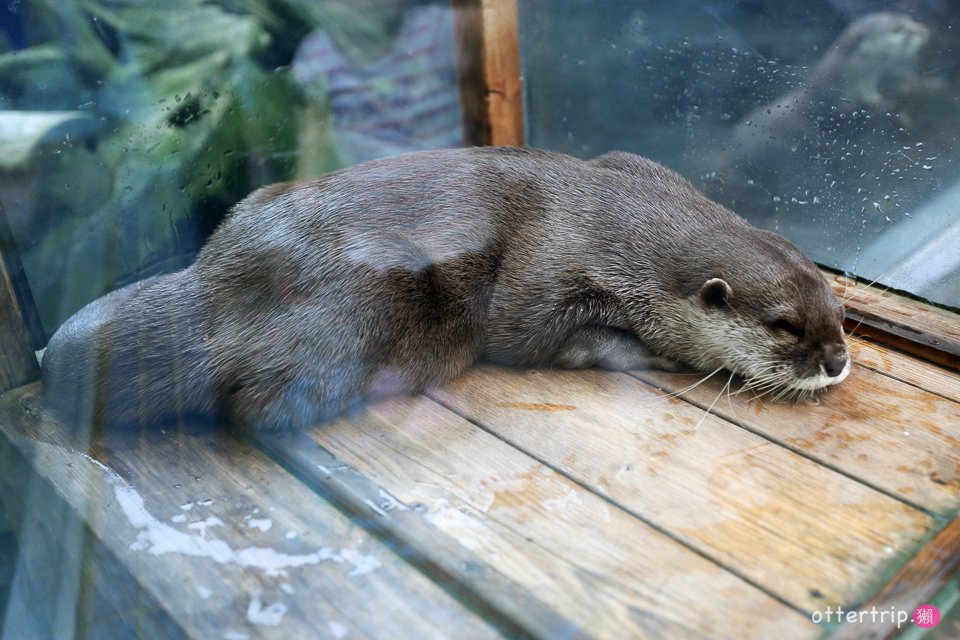 【日本三重】鳥羽水族館Toba Aquarium的可愛海洋居民