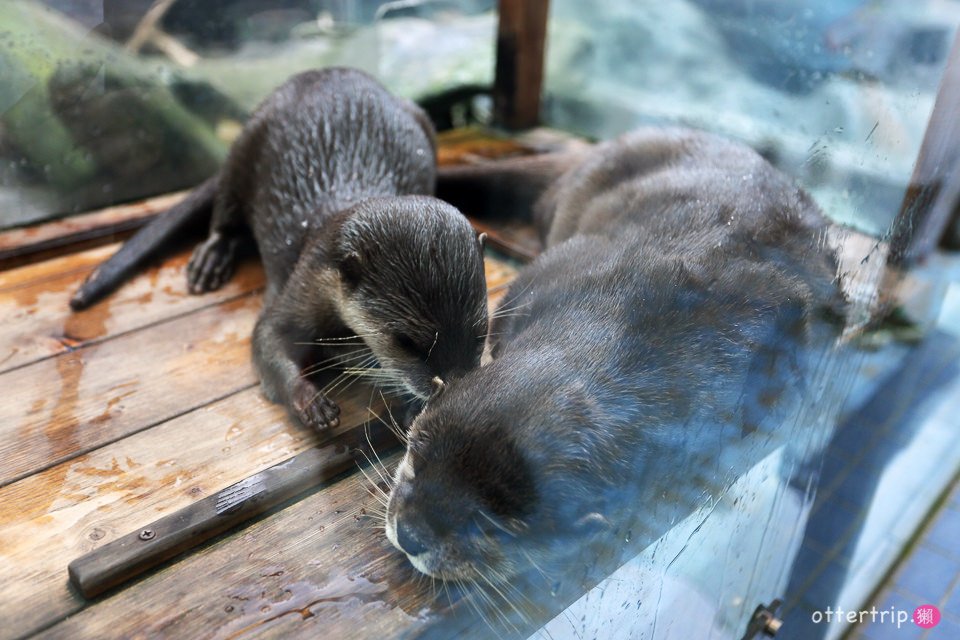 【日本三重】鳥羽水族館Toba Aquarium的可愛海洋居民