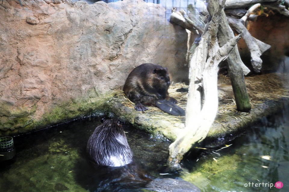 【日本三重】鳥羽水族館Toba Aquarium的可愛海洋居民