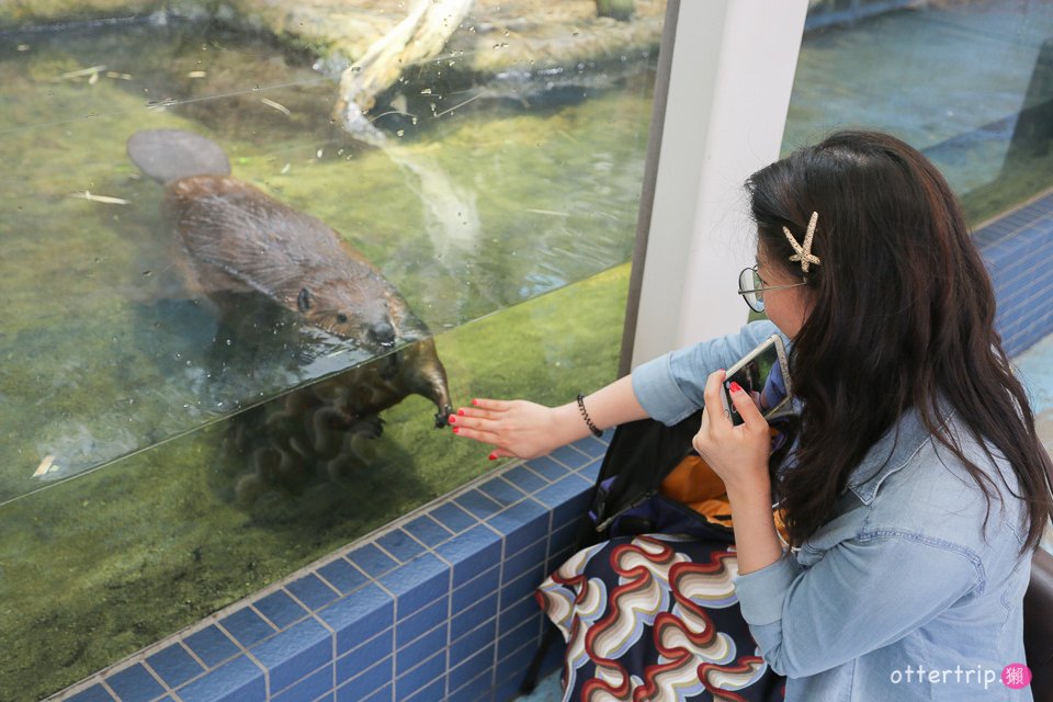 【日本三重】鳥羽水族館Toba Aquarium的可愛海洋居民