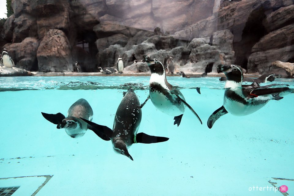 【日本三重】鳥羽水族館Toba Aquarium的可愛海洋居民