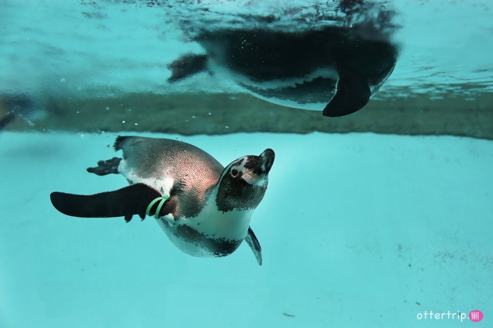 【日本三重】鳥羽水族館Toba Aquarium的可愛海洋居民