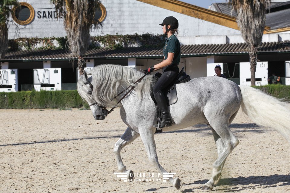 西班牙Jerez赫雷斯景點 安達魯西亞皇家馬術學校看馬術表演和馬車博物館接觸名駒