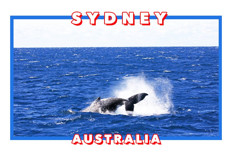 澳洲雪梨景點 captain cook cruises sydney出海賞鯨 Whale Watching Sydney 雪梨親子景點