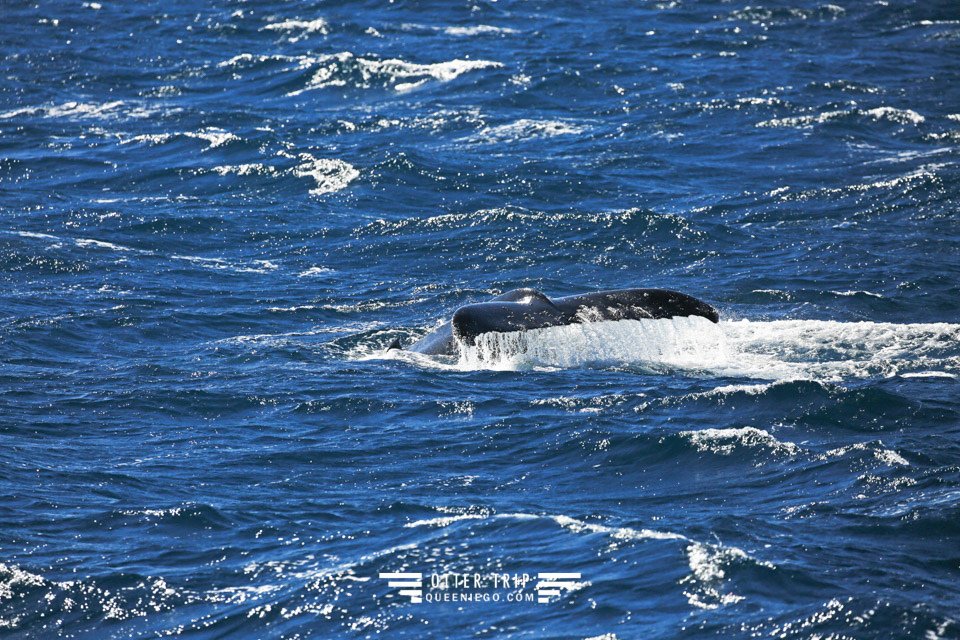 澳洲雪梨景點 captain cook cruises sydney出海賞鯨 Whale Watching Sydney 雪梨親子景點