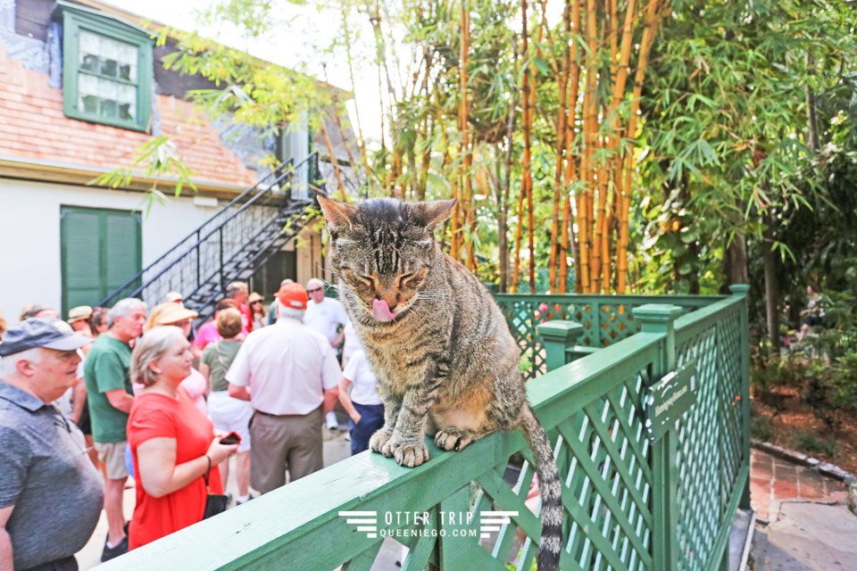 美國佛羅里達州 Key West景點 海明威故居博物館找六指貓 Hemingway’s Home