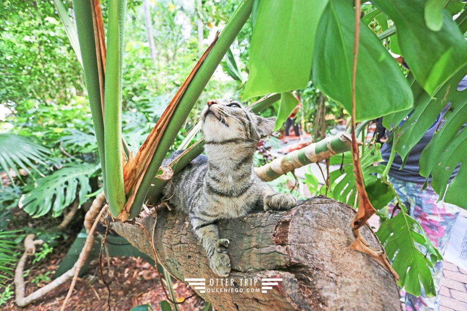 美國佛羅里達州 Key West景點 海明威故居博物館找六指貓 Hemingway’s Home