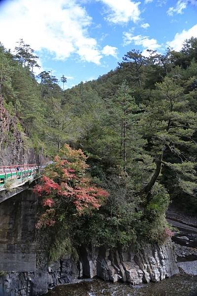 武陵+福壽山賞楓外拍之旅2013.11.13.14 026