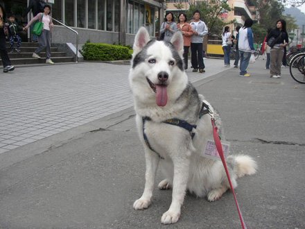 哈士奇(Husky)