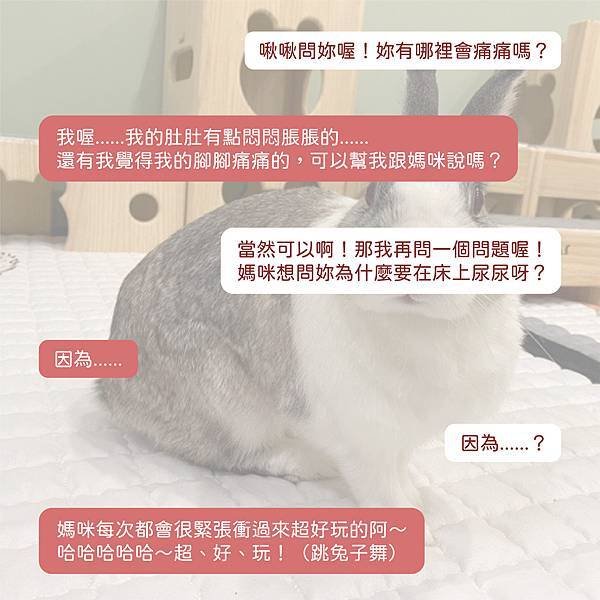 在世動物溝通：啾啾 (圖文).jpg