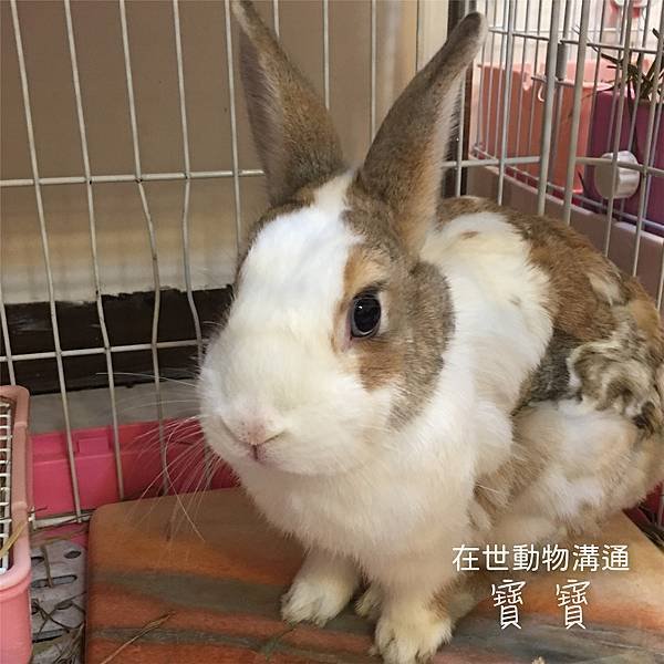 在世動物溝通：寶寶.jpg