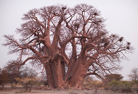 BOABAB-TREE_web_home.jpg