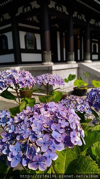 P_20160612_080952.jpg