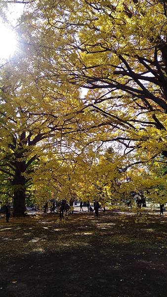 P_20161117_121246.jpg
