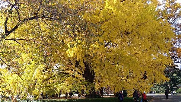P_20161117_121152.jpg