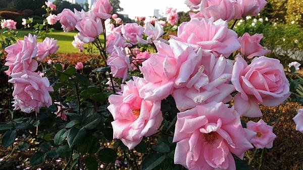 P_20161106_145643 - 複製.jpg