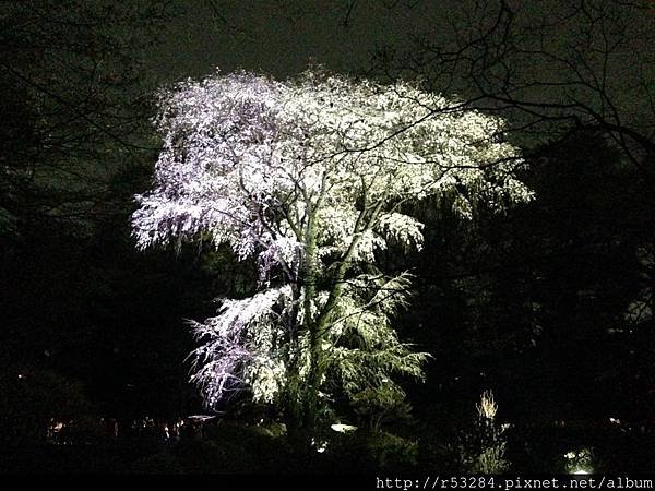 六義園 夜櫻