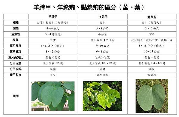 羊蹄甲、洋紫荊、豔紫荊之區分--葉.莖