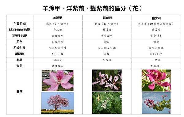 羊蹄甲、洋紫荊、豔紫荊之區分--花