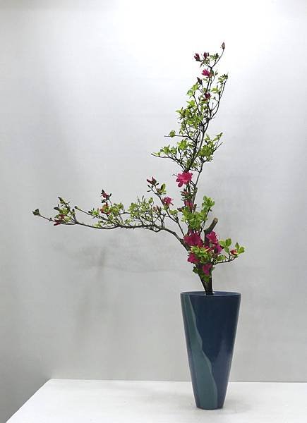 杜鵑一種生-20200303 (4).JPG