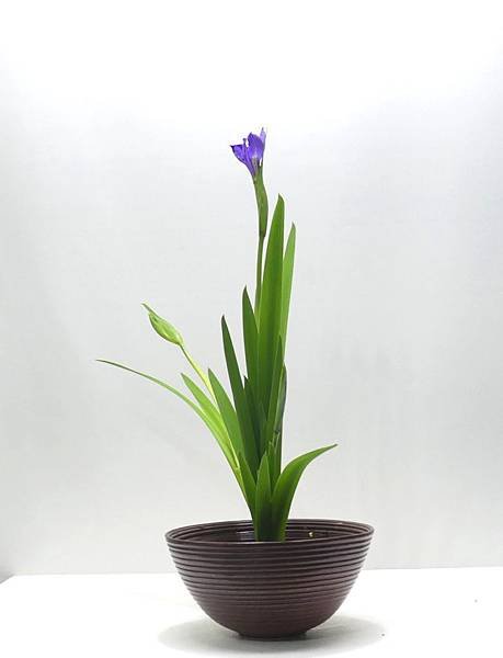 燕子花一種生-200411 (1).JPG