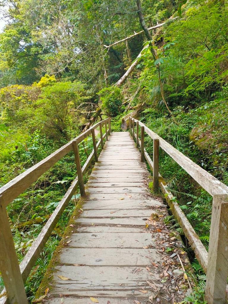 司馬庫斯登山步道沿路風景02.jpg