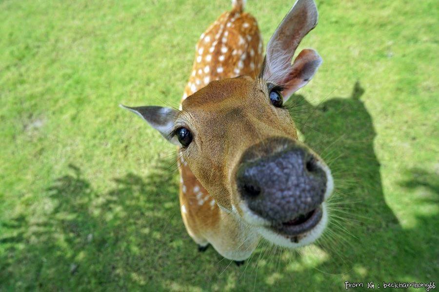 嘉義餵動物_逐鹿傳說梅花鹿園.jpg