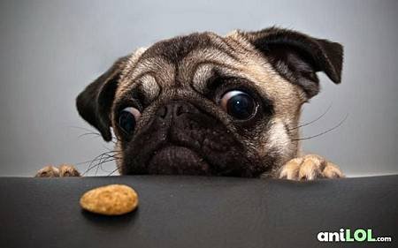 funny animals 19.jpg