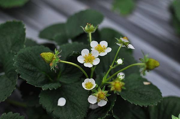 草莓花