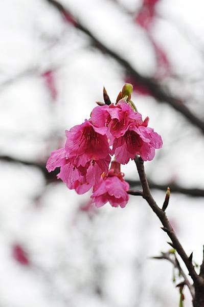 北投櫻花
