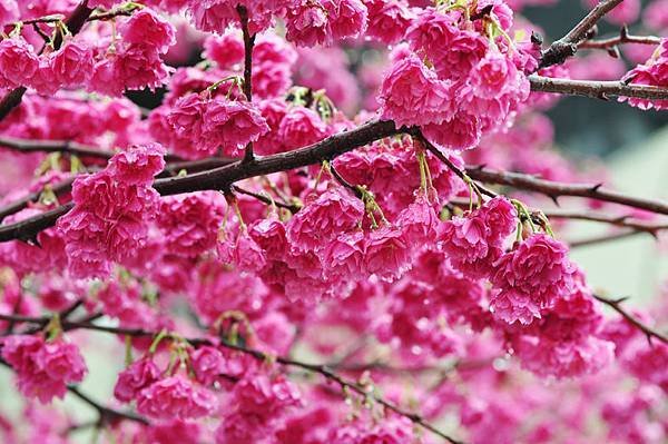 芝山岩櫻花